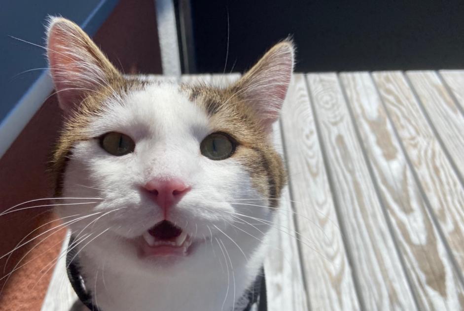 Vermisstmeldung Katze rassenmischung Männliche , 1 jahre Furtwangen im Schwarzwald Deutschland