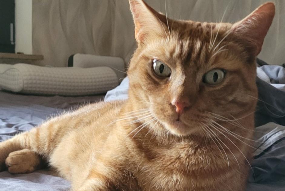 Disappearance alert Cat  Male , 9 years Düren Germany